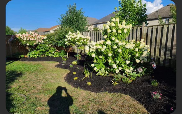 Maintained garden bed with defined mulch edge and flowering shrubs
